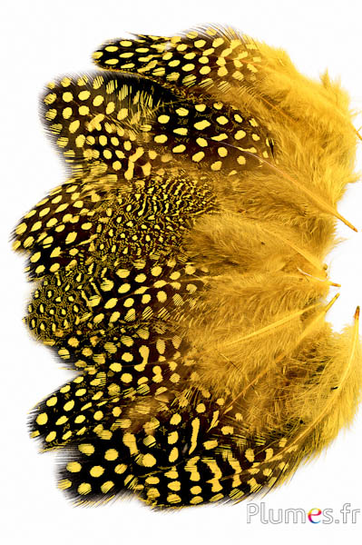 Faraona - 7-13 cm - giallo